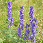 Blauer Eisenhut