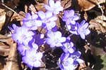 Leberbluemchen