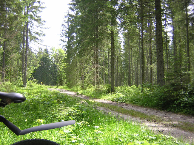 10Ammerwald