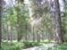 09Ammerwald