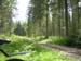 10Ammerwald