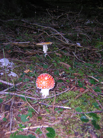 01Pilz