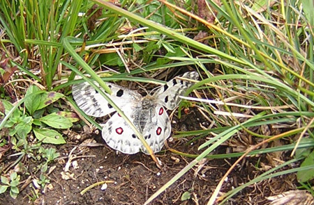 07Schmetterling