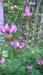 DSCN2917a