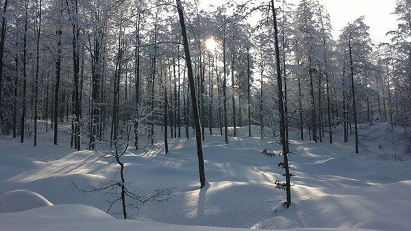 02Wald