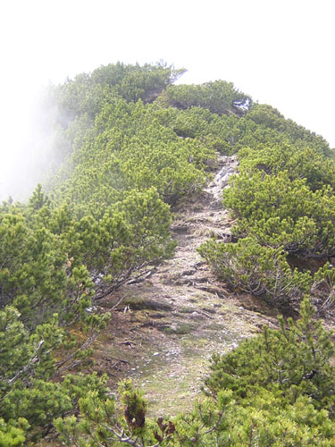 10der-Weg