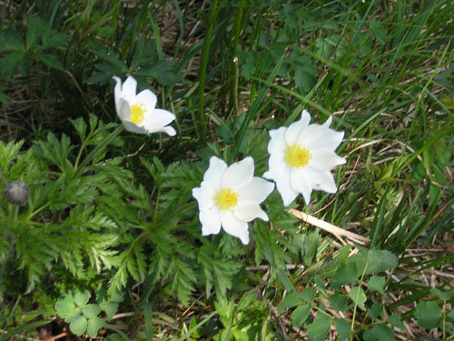 07Anemonen