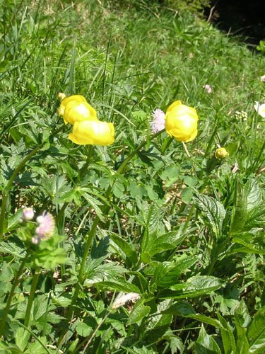 08Trollblumen