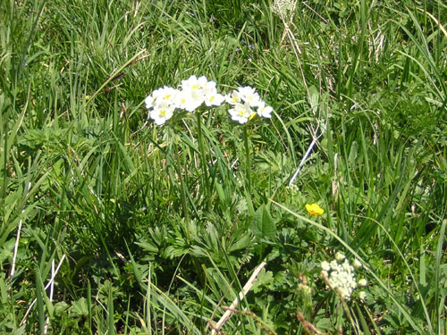 09Bergblumen
