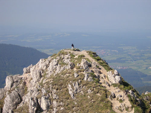 18die-Bergdohle