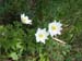 07Anemonen