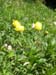 08Trollblumen