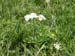 09Bergblumen
