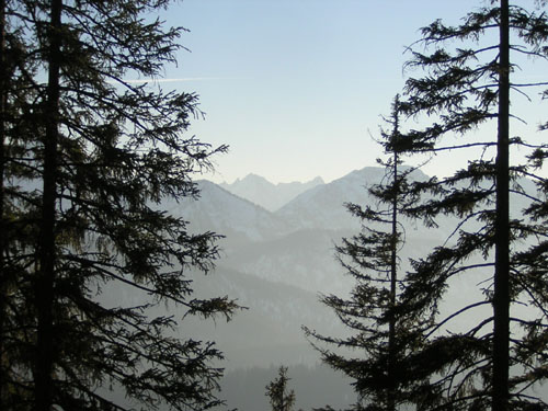20im-Wald