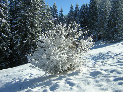 09im-Neuschnee