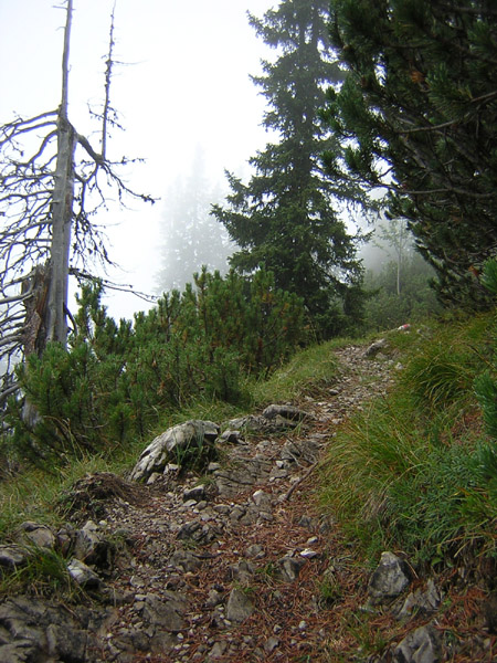 09Bergwald