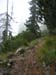 09Bergwald