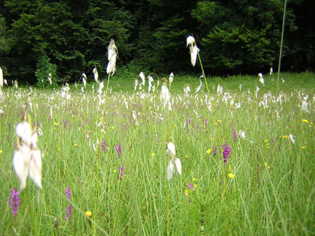 01Wiese-bei-Jachenau