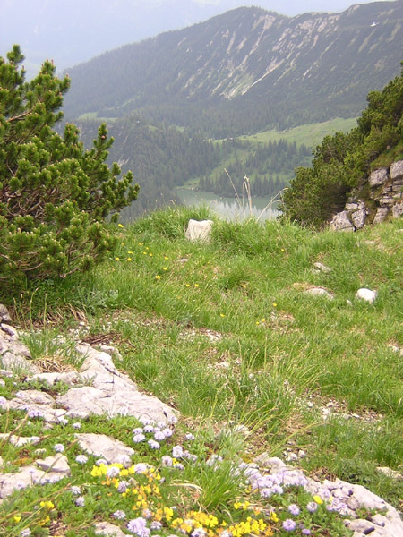 08Soinsee