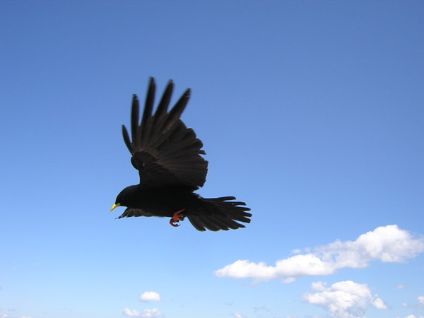14Flugmeister