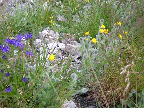 12Gipfelbotanik
