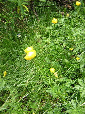 06Trollblumen
