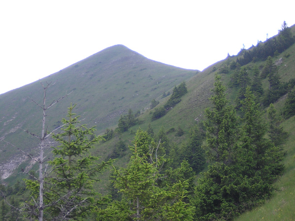 12Kienjoch