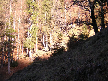 02Herbstwald