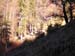 02Herbstwald