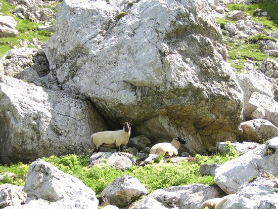 Bergschafe