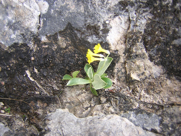 01Primula_auricula