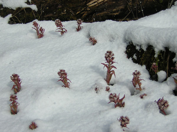 02Petasites_paradoxus