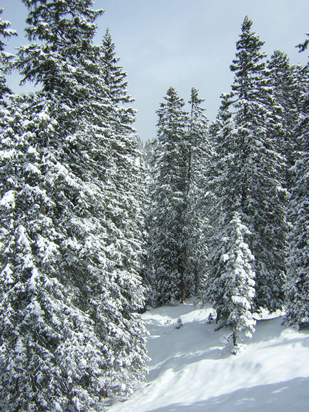 03Fichten_im_Schnee
