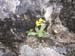 01Primula_auricula