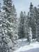 03Fichten_im_Schnee