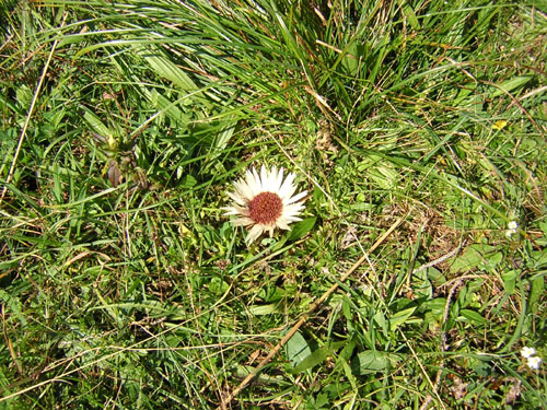 10Silberdistel