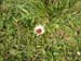 10Silberdistel