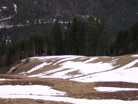 13Almwiesen-im-Maerz