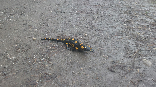 01Feuersalamander