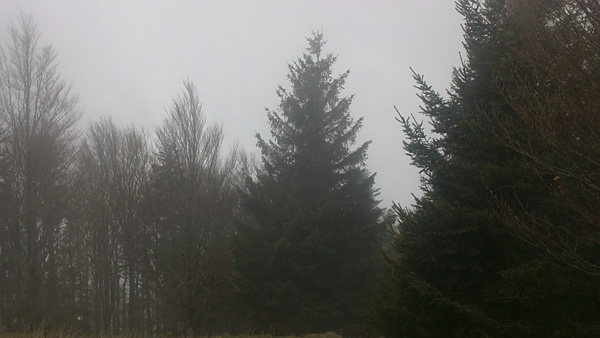 08lichter_nebel