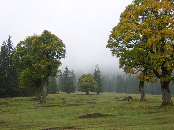 02Rohnalm