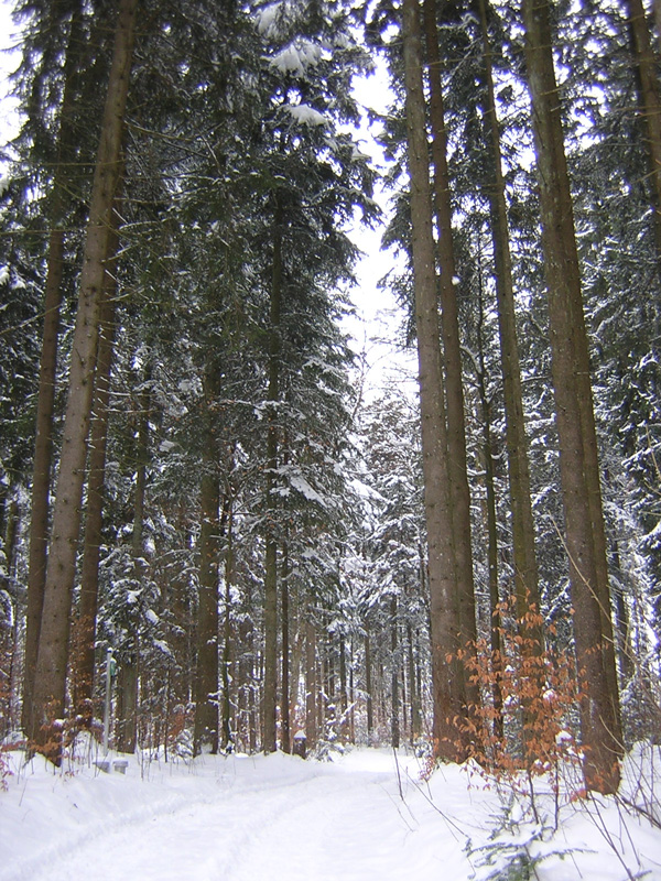 16GroetzingerHolz