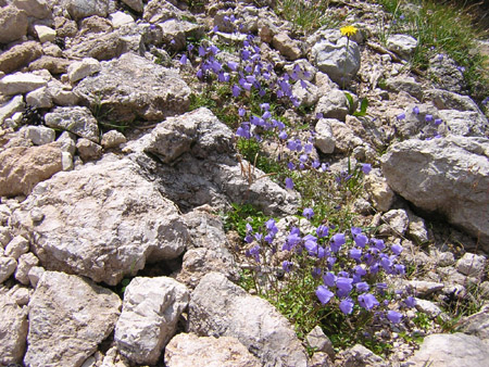 05Glockenblumen