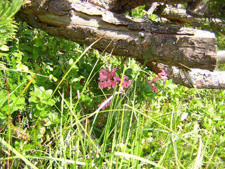 06Almenrausch
