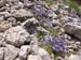 05Glockenblumen